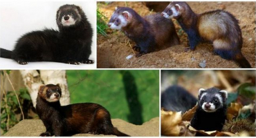 Příprava fretek na krytí a jak proces probíhá, pravidla chovu